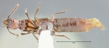 Media type: image; Entomology 24099   Aspect: habitus ventral view